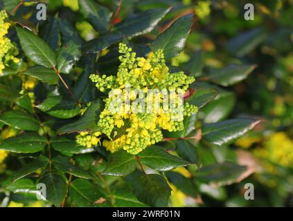 Eine Nahaufnahme der gelben Blüten von Mahonia aquifolium, Oregon Grape Stockfoto