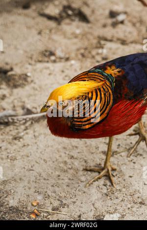 Schöner abstrakter Hintergrund bestehend aus goldenem Fasan, goldenem Fasan, rotem goldenem Fasan, chinesischem Fasan. Hochwertige Fotos Stockfoto