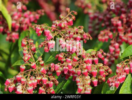 Pieris japonica „Valley Valentine“ blüht im Frühjahr, Großbritannien Stockfoto