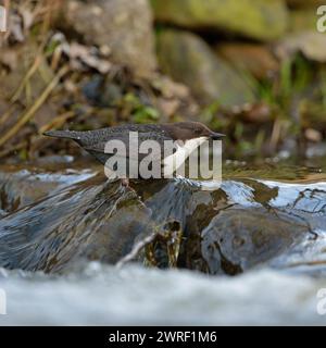 Jagd auf Weisskehlchen ( Cinclus cinclus), auf einem Felsen im schnell fließenden Wasser eines Baches, Wildtiere, Europa. Stockfoto