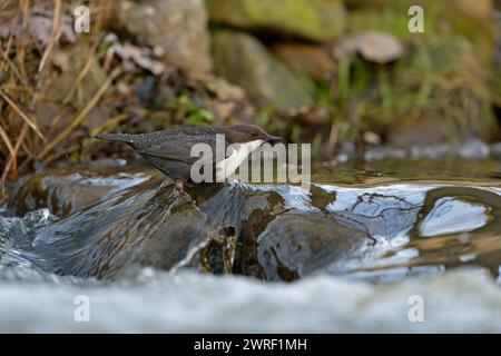 Jagd auf Weisskehlentaucher / Dipper ( Cinclus cinclus ) Jagd, hoch auf einem Felsen im schnell fließenden Wasser eines Baches, Tierwelt, Europa. Stockfoto