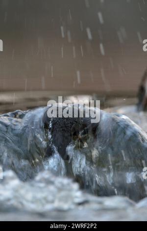 Gegen die Strömung... Wasseramsel Cinclus cinclus bei einem Tauchgang zur Nahrungssuche in der Strömung, in schnell strömendem, fließendem Wasser eines Wildbachs, Flusses, heimische Natur, Vogelwelt, Europa *** Weiße Kehle stehen auf einem Felsen in einem schnell fließenden Bach, tauchen, den Kopf unter Wasser halten, nach Nahrung suchen, Europa. Nordrhein-Westfalen Deutschland, Westeuropa Stockfoto