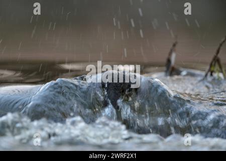 Gegen die Strömung... Wasseramsel Cinclus cinclus bei einem Tauchgang zur Nahrungssuche in der Strömung, in schnell strömendem, fließendem Wasser eines Wildbachs, Flusses, heimische Natur, Vogelwelt, Europa *** Weiße Kehle stehen auf einem Felsen in einem schnell fließenden Bach, tauchen, den Kopf unter Wasser halten, nach Nahrung suchen, Europa. Nordrhein-Westfalen Deutschland, Westeuropa Stockfoto