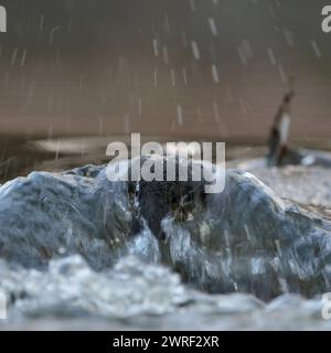 Gegen die Strömung... Wasseramsel Cinclus cinclus bei einem Tauchgang zur Nahrungssuche in der Strömung, in schnell strömendem, fließendem Wasser eines Wildbachs, Flusses, heimische Natur, Vogelwelt, Europa *** Weiße Kehle stehen auf einem Felsen in einem schnell fließenden Bach, tauchen, den Kopf unter Wasser halten, nach Nahrung suchen, Europa. Nordrhein-Westfalen Deutschland, Westeuropa Stockfoto