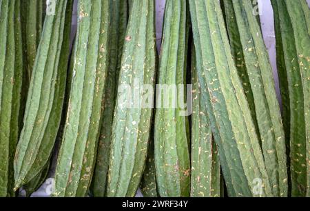 Frische Gambas, abgewinkelter Kürbis oder Luffa acutangula, auch als Schwammkürbis bekannt. Stockfoto