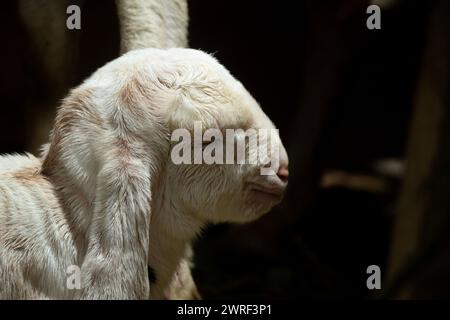 Nahaufnahme des Ziegenkopfes, Seitenansicht vor dunklem Hintergrund, weißer Ziegenkopf Stockfoto