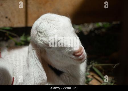 Nahaufnahme eines Ziegenkopfes, Seitenansicht vor dunklem Hintergrund, indonesische javanische Ziege Stockfoto