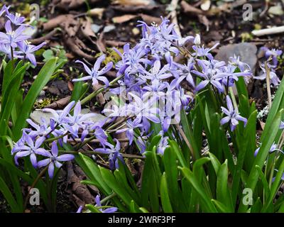 Blassviolettblaue Blüten des im Frühling blühenden Alpenschürzes Scilla bifolia Stockfoto