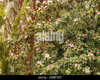 Weiße Blüten des harten, taiwanesischen immergrünen Rhododendron pachysanthum, die sich aus rosa Knospen öffnen Stockfoto