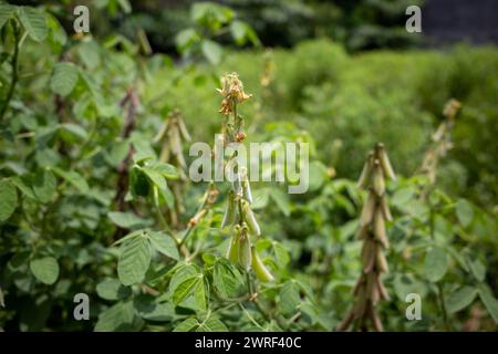 Orok-orok oder Crotalaria longirostrata, der Chipilin (Crotalaria pallida) Samen und Blätter. Stockfoto