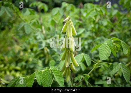 Orok-orok oder Crotalaria longirostrata, der Chipilin (Crotalaria pallida) Samen und Blätter. Stockfoto