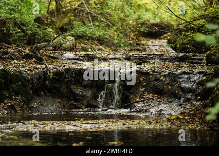 Ein kleiner Waldbach fließt zwischen dichtem Gras, Bäumen und Sträuchern. Waldpflanzen und blauer Himmel spiegeln sich im kühlen, klaren Wasser des Baches. Wasser Stockfoto