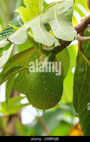 Nahaufnahme von Brotfrüchten, die an einem Brotfruchtebaum hängen Stockfoto