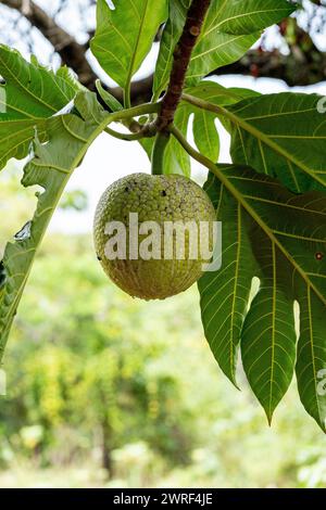 Nahaufnahme von Brotfrüchten, die an einem Brotfruchtebaum hängen Stockfoto