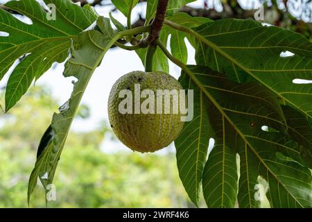 Nahaufnahme von Brotfrüchten, die an einem Brotfruchtebaum hängen Stockfoto