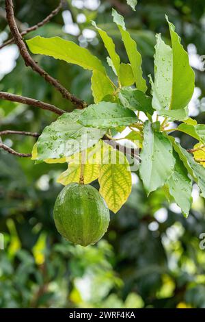 Dies sind relativ kleine Avocadofrüchte im Vergleich zu den Früchten normaler Größe, die Sie in Brasilien finden Stockfoto