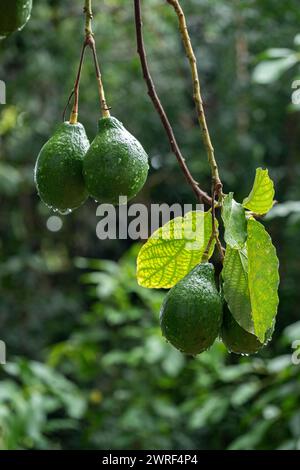 Dies sind relativ kleine Avocadofrüchte im Vergleich zu den Früchten normaler Größe, die Sie in Brasilien finden Stockfoto