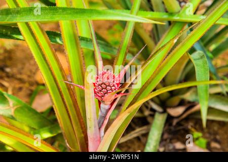 Junge rote grüne Ananapelblüte am Baum im Garten. Ananas blühende Pflanze im selektiven Fokus Stockfoto