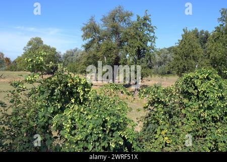 Wildhopfen bzw. Humulus Lupus im Naturschutzgebiet Urdenbacher Kämpe, Düsseldorf, Deutschland Stockfoto