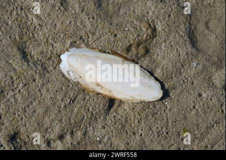Muschel des Tintenfisches bzw. Sepia officinalis bei Ebbe in der Nordsee, Nationalpark Wattenmeer, Deutschland Stockfoto