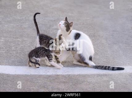 Mutter Katze und ihre süßen kleinen Kätzchen zusammen Seite an Seite auf einer Straße, Griechenland Stockfoto