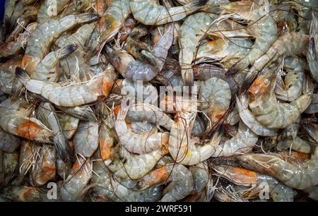 Udang, frische Garnelen, Littopenaeus vannamei, auf dem Eis im Supermarkt in Yogyakarta, Indonesien. Stockfoto