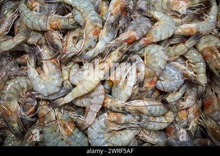 Udang, frische Garnelen, Littopenaeus vannamei, auf dem Eis im Supermarkt in Yogyakarta, Indonesien. Stockfoto