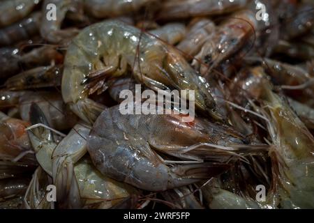 Udang, frische Garnelen, Littopenaeus vannamei, auf dem Eis im Supermarkt in Yogyakarta, Indonesien. Stockfoto