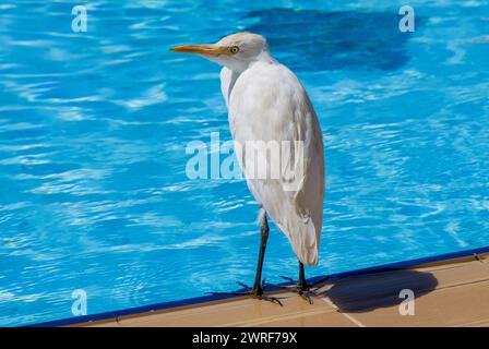 Der Rinderreiher (Bubulcus), eine Reihergattung (Familie Ardeidae), steht an einem Schwimmbad in Ägypten. Stockfoto