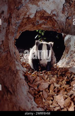 Badger (Meles meles) Jungtier im hohlen Baumstamm in Laubwald, Berwickshire, Scottish Borders, Schottland, Juni 1998 Stockfoto