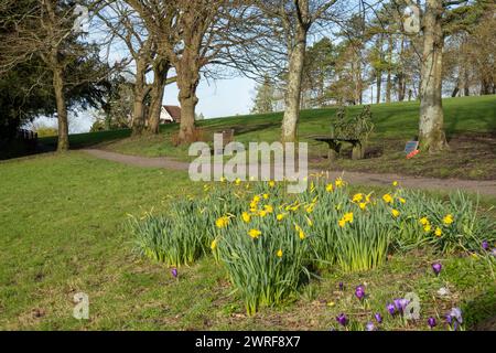 FrühlingsNarzissen Wildblumen im Park auf St Giles Hill, Winchester, Hampshire, England, Vereinigtes Königreich, Europa Stockfoto