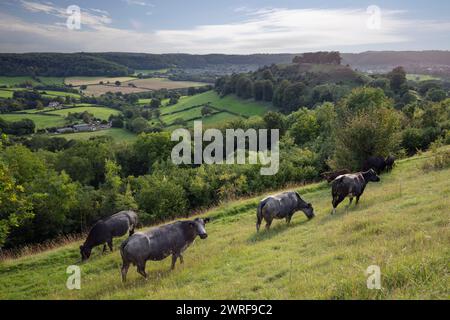 Blick auf Dursley und Downham Hill von Uley Bury Hill, Dursley, Cotswolds, Gloucestershire, England, Vereinigtes Königreich, Europa Stockfoto