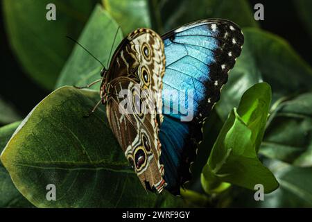 Ein Schmetterling namens blauer Morpho mit sehr schönen Farben auf grünem Hintergrund. Stockfoto