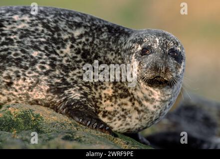 Gemeine/Hafenrobbe (Phoca vitulina) bei Ebbe auf Felsen gezogen, Islay, Hebriden, Schottland, April 2002 Stockfoto