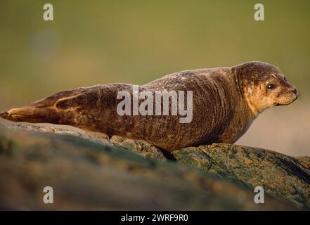 Gemeine-/Hafenrobbe (Phoca vitulina) bei Ebbe auf Felsen gezogen, Isle of Islay, Innere Hebriden, Schottland, April 2002 Stockfoto