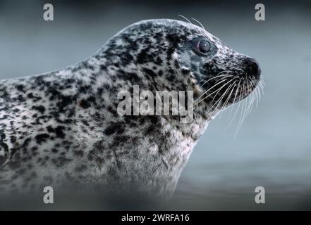 Gemeine-/Hafenrobbe (Phoca vitulina) bei Ebbe auf Felsen gezogen, Isle of Islay, Innere Hebriden, Schottland, April 2002 Stockfoto