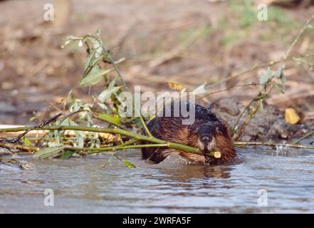 Europäisches Biber (Castor fiber) Gefangenes Tier im Wildpark Fressing on Willow, Holland, Oktober 2003 Stockfoto