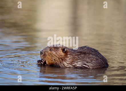 Europäisches Biber (Castor fiber) Gefangenes Tier im Wildpark Fressing on Willow, Holland, Oktober 2003 Stockfoto