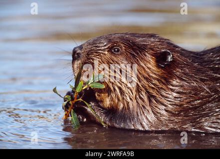 Europäisches Biber (Castor fiber) Gefangenes Tier im Wildpark in Holland Fütterung an Weide, Oktober 2003 Stockfoto