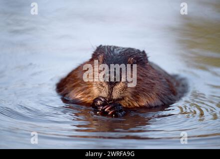 Europäisches Biber (Castor fiber) Gefangenes Tier im Wildpark Fütterung auf Weide, Holland, Oktober Stockfoto