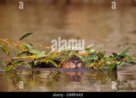 Europäisches Biber (Castor fiber) Gefangenes Tier im Wildpark Fressing on Willow, Holland, Oktober 2003 Stockfoto