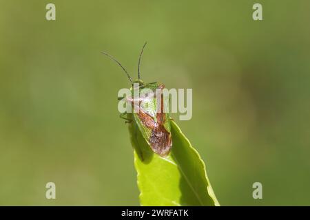 Weißdornschildbug (Acanthosoma haemorrhoidale), Familie der Acanthosomatidae. Auf einem Blatt einer japanischen Spindel (Euonymus japonicus) nach Winterschlaf. Stockfoto