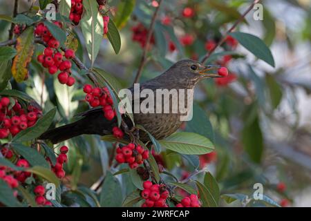 Schwarzvogel (Turdus mercula) Weibchen isst rote Beeren Norfolk März 2024 Stockfoto