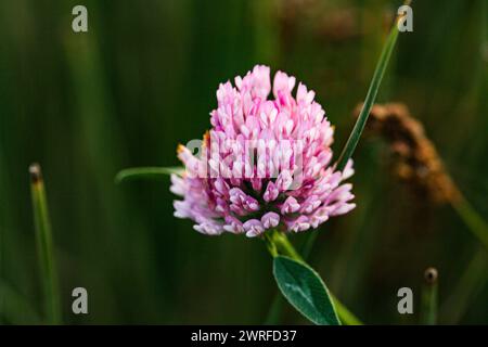 Frischer rosafarbener Klee in grünen Frühlingsfeldern. Beauty Trifolium pratense rote Blumen wachsen auf Sommerweide, Sonnenlicht Tag. Hochwertige Fotos Stockfoto