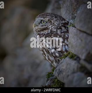 Kleine Eule in trockener Steinmauer Stockfoto