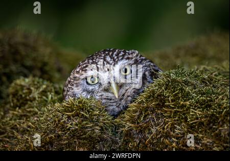 Kleine Eule in moosbewachsener Trockenmauer Stockfoto