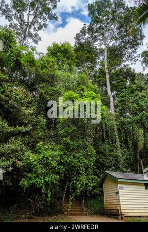 Öffentliche Toilette in Millaa Millaa Falls, Atherton Tablelands, Queensland, Australien Stockfoto