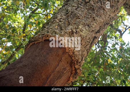 Der Stamm einer Korkeiche (quercus suber) wurde teilweise von der Korkrinde befreit, Portugal Stockfoto