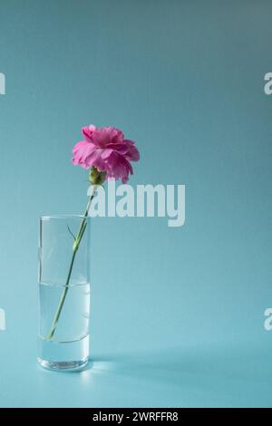Eine einzelne rosa Nelke in einer Glasvase auf blauem Hintergrund Stockfoto