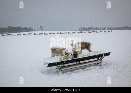 Rentiere essen aus einem Trog in einer Winterlandschaft auf einer Saami-Farm oberhalb des Kunstkreises bei Tromso, Norwegen. Stockfoto